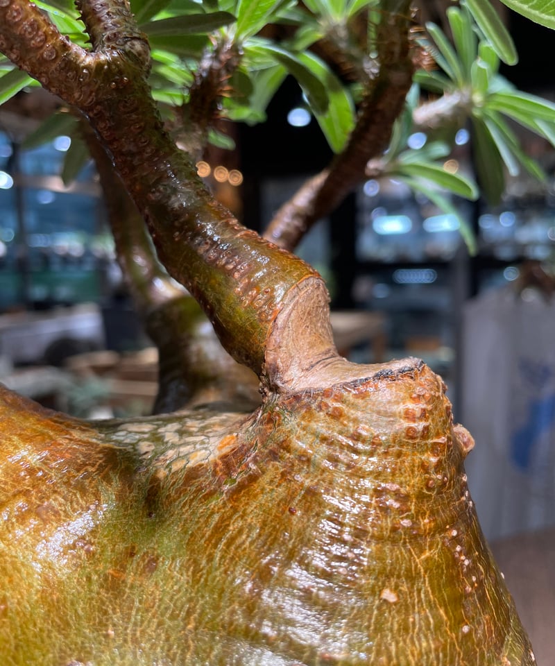 パキポディウム グラキリス Pachypodium gracilius 発根済 (gk-51