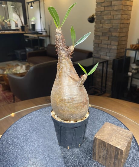 パキポディウム グラキリス　Pachypodium gracilius 　発根済　(商品番号gk-178)