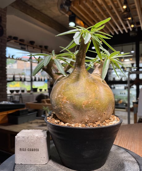 パキポディウム グラキリス　Pachypodium gracilius 　発根済　(gk-492）