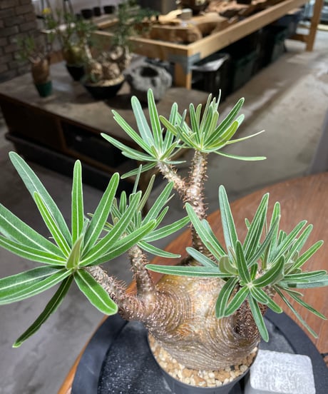 パキポディウム グラキリス　Pachypodium gracilius 　発根済　(gk-467)