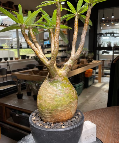 パキポディウム グラキリス　Pachypodium gracilius 　発根済　(gk-319)