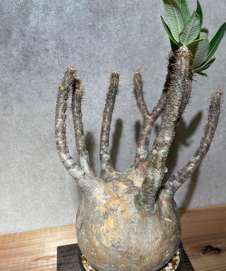 パキポディウム グラキリス　Pachypodium gracilius 　発根済　(商品番号gk-14)