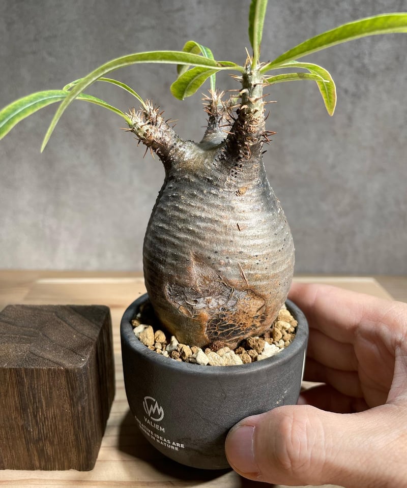 パキポディウム グラキリス Pachypodium gracilius 発根済 傷