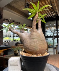 パキポディウム グラキリス　Pachypodium gracilius 　発根済　(gk-491）