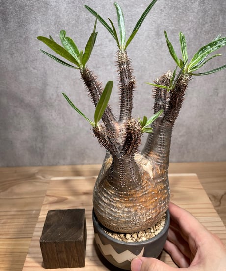 パキポディウム グラキリス　Pachypodium gracilius 　発根済　(商品番号gk-72valiem)  VALIEM 　(VALIEMタグ付き)