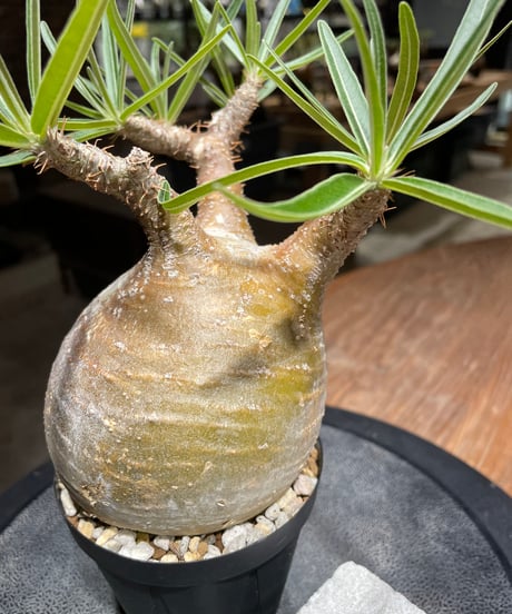 パキポディウム グラキリス　Pachypodium gracilius 　発根済　(gk-450）