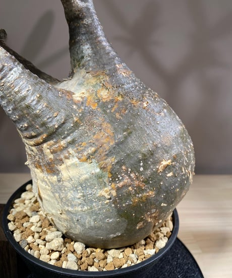 パキポディウム グラキリス　Pachypodium gracilius 　発根済　(商品番号gk-113)