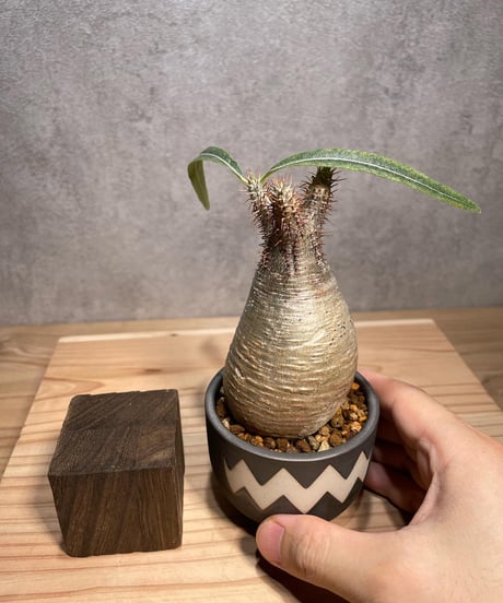 パキポディウム グラキリス　Pachypodium gracilius 　発根済　(商品番号gk-61valiem)  VALIEM 　BOWL　sizeXS　(VALIEMタグ付き)
