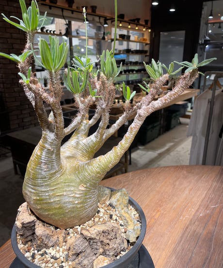 パキポディウム グラキリス　Pachypodium gracilius 　発根済　(gk-449）