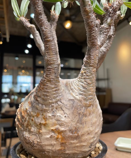 パキポディウム グラキリス　Pachypodium gracilius 　発根済　(gk-407)