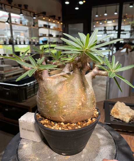 パキポディウム グラキリス　Pachypodium gracilius 　発根済　(gk-494）