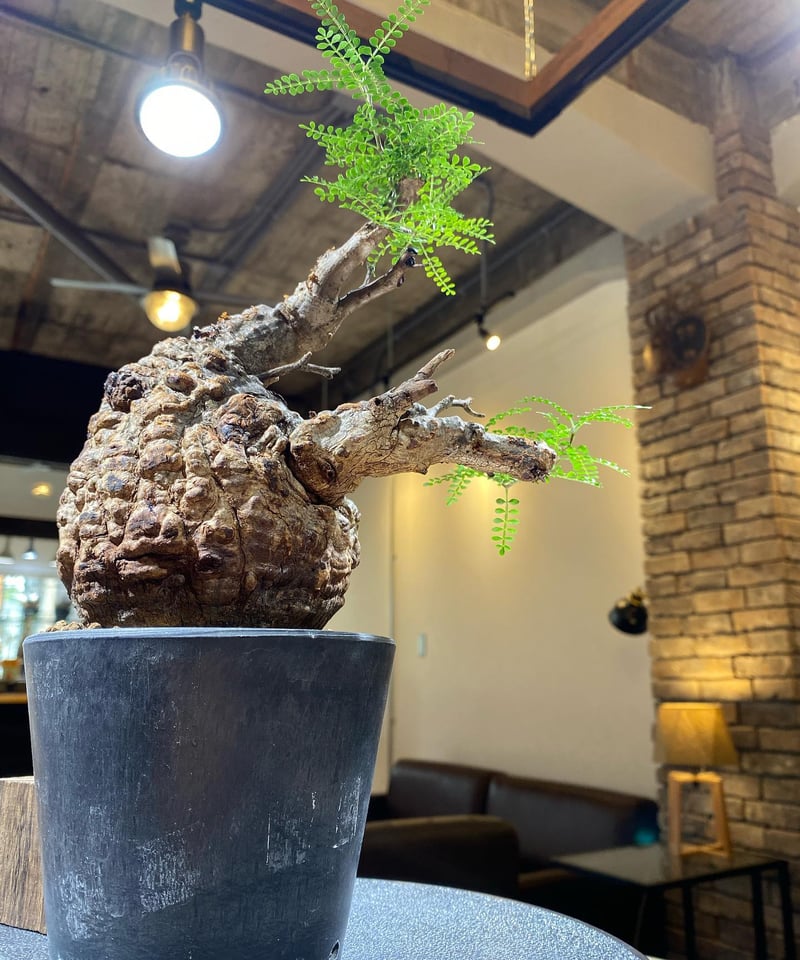 オペルクリカリア パキプス／Operculicarya pachypus 発根済 (商品番号P