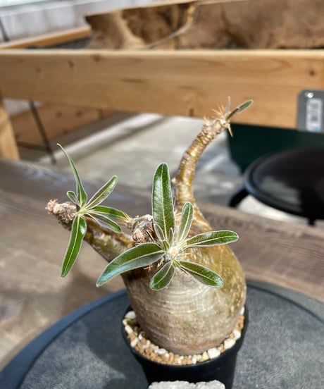 パキポディウム グラキリス　Pachypodium gracilius 　発根済　(gk-431)