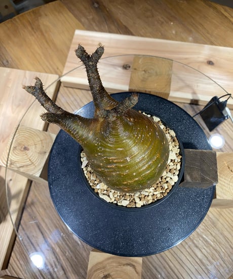 パキポディウム グラキリス　Pachypodium gracilius 　発根済　(商品番号gk-165）