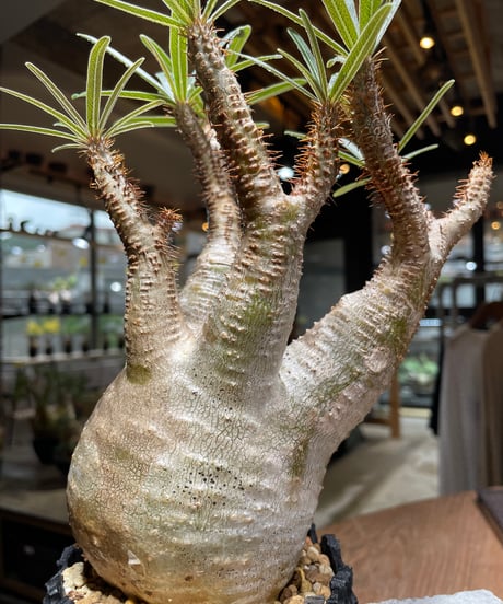 パキポディウム グラキリス　Pachypodium gracilius 　発根済　(gk-469) 鉢：dip