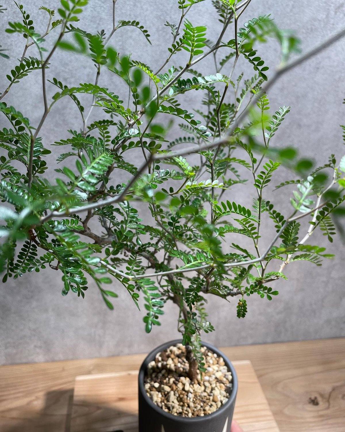 塊根植物　コーデックス　オペルクリカリア　パキプス　実生　5年半経過 fit=scale-down,w=1200