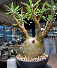 パキポディウム グラキリス　Pachypodium gracilius 　発根済　(gk-519）