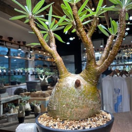 最終値下げ特価❗本日まで❗早いもの勝ち❗パキポディウム　グラキリス現地球　大株 パキポディウム グラキリス 現地球発根済303 発根済】【現地球