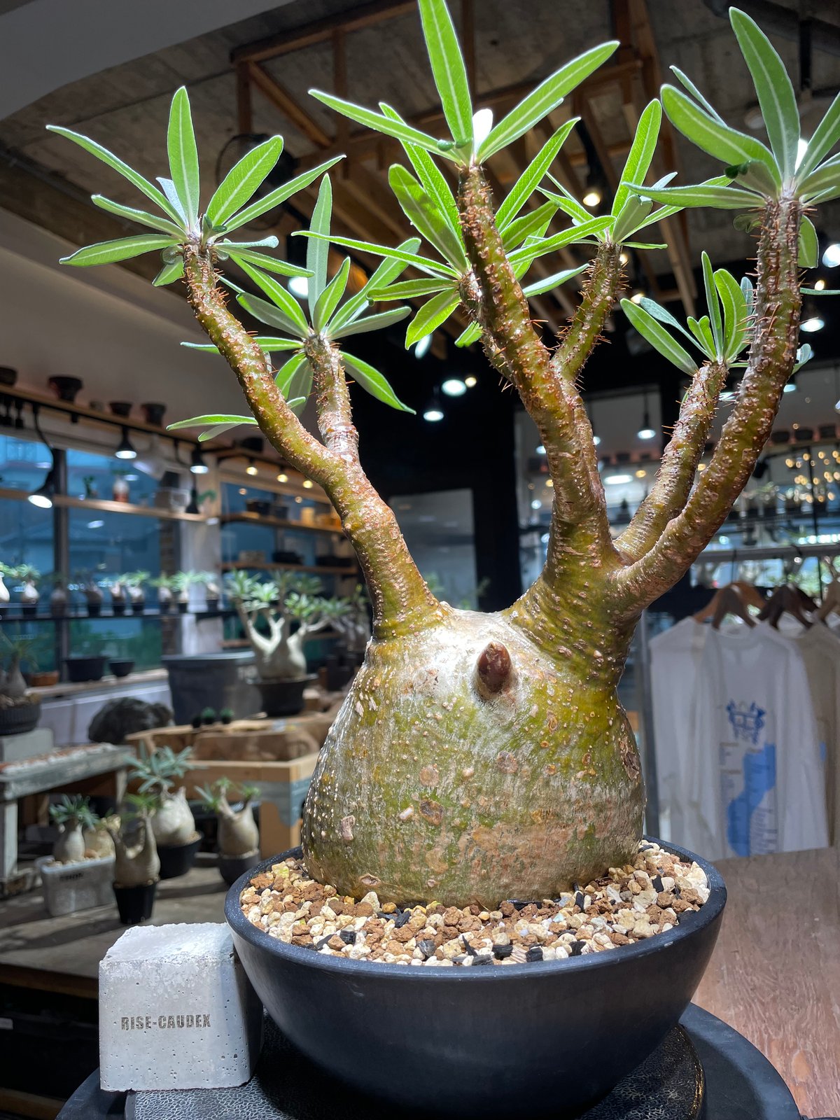 発根済!パキポディウムグラキリス パキポディウム グラキリス Pachypodium gracilius 発根済 (gk-51