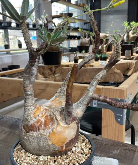 パキポディウム グラキリス　Pachypodium gracilius 　発根済　(gk-427)