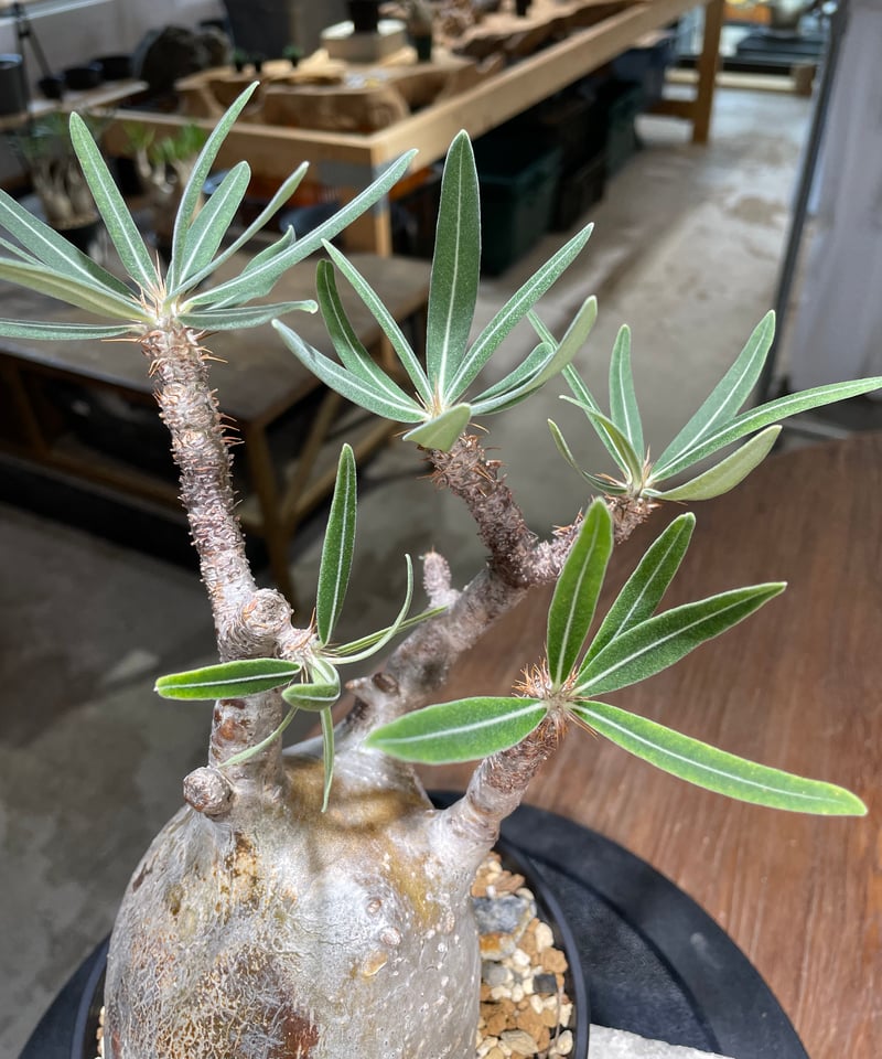 パキポディウム グラキリス Pachypodium gracilius 発根済 (gk-48