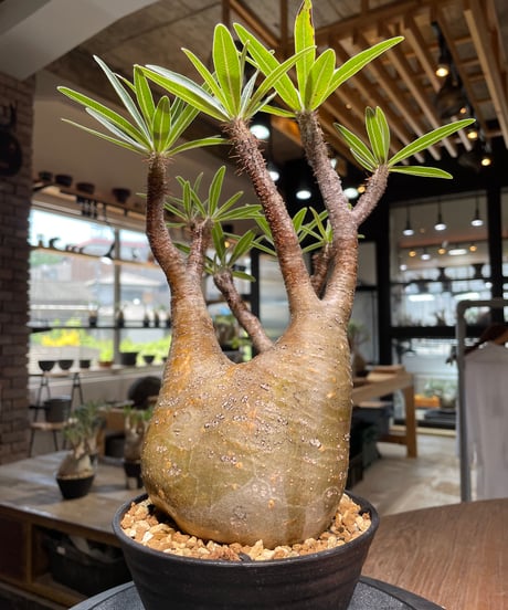 パキポディウム グラキリス　Pachypodium gracilius 　発根済　(gk-418)