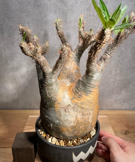 パキポディウム グラキリス　Pachypodium gracilius 　発根済　(商品番号gk-57valiem)  VALIEM 　BOWL　sizeL　(VALIEMタグ付き)