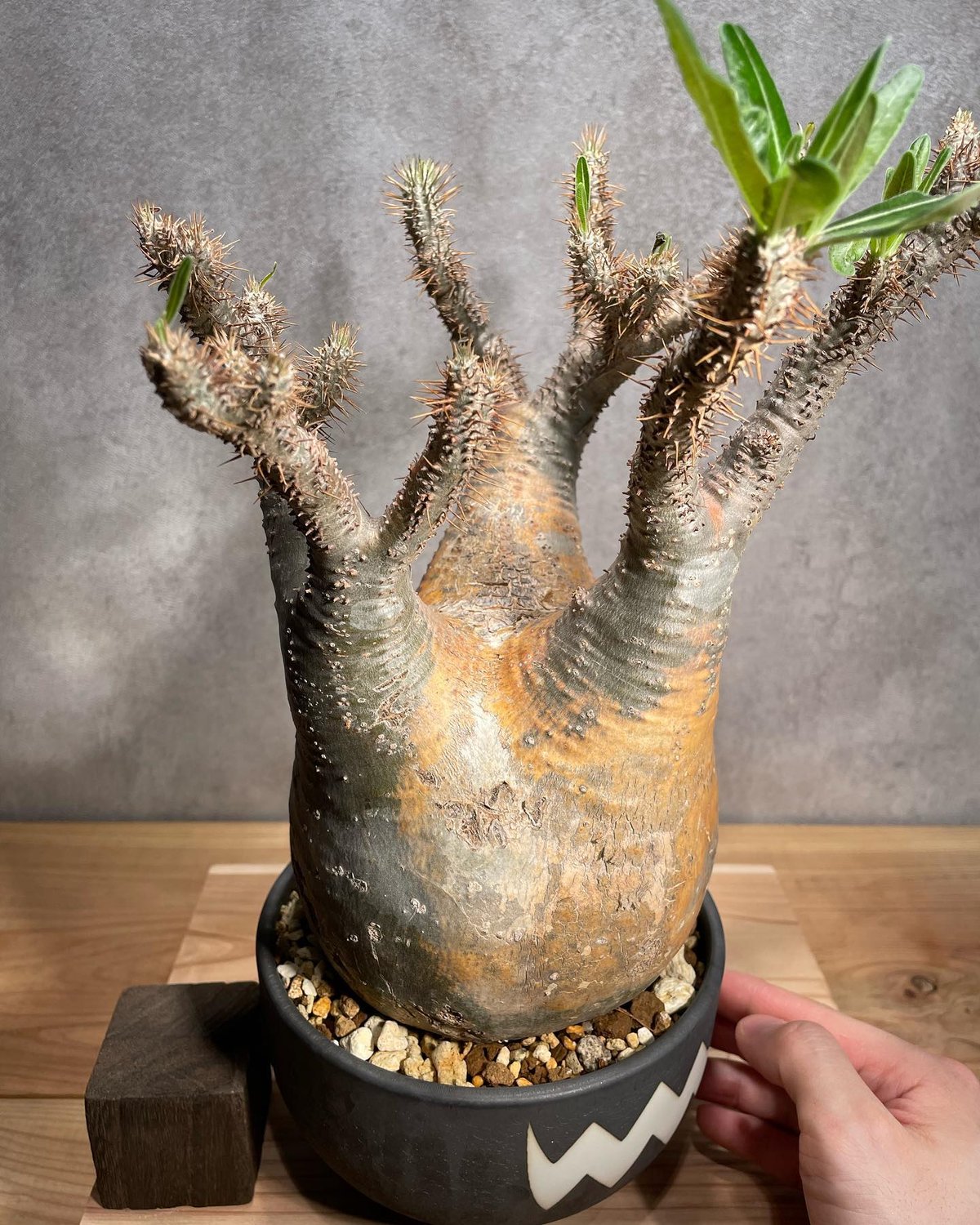 57 新入荷グラキリス※ベアルート株□□Pachypodium Gracilius