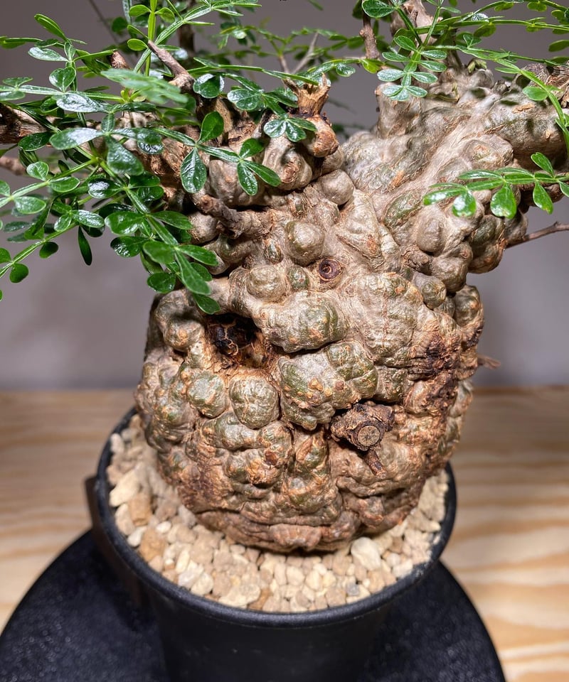 オペルクリカリア パキプス／Operculicarya pachypus 発根済 (商品番号P