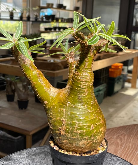 パキポディウム グラキリス　Pachypodium gracilius 　発根済　(gk-541)