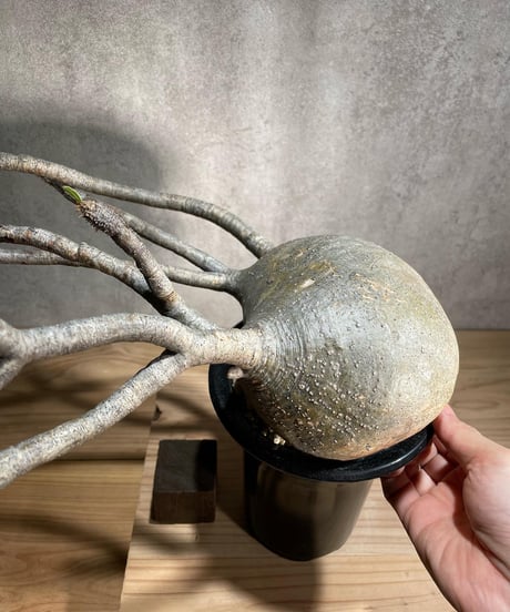 パキポディウム グラキリス　Pachypodium gracilius 　発根済　(商品番号gk-90)