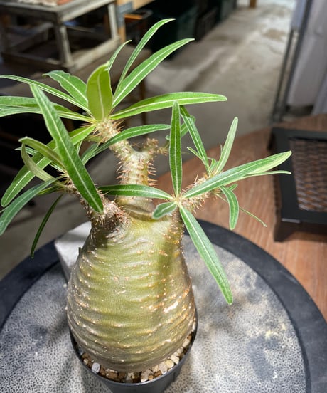 パキポディウム グラキリス　Pachypodium gracilius 　発根済　(gk-502）