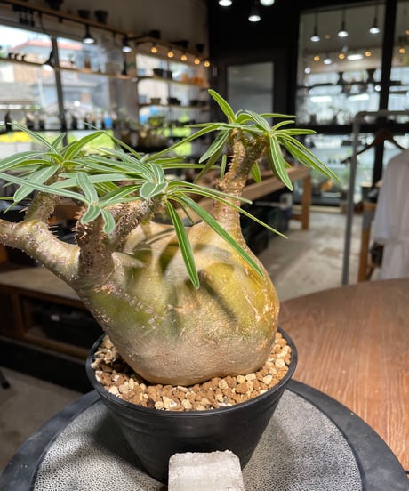 パキポディウム グラキリス　Pachypodium gracilius 　発根済　(gk-492）