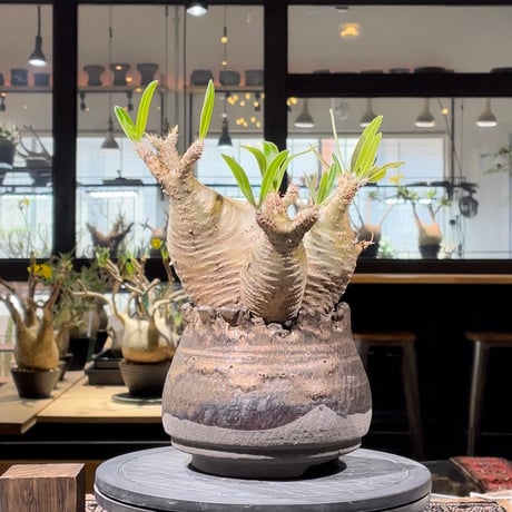 姫野翔太 | STORES 姫野翔太 | STORES