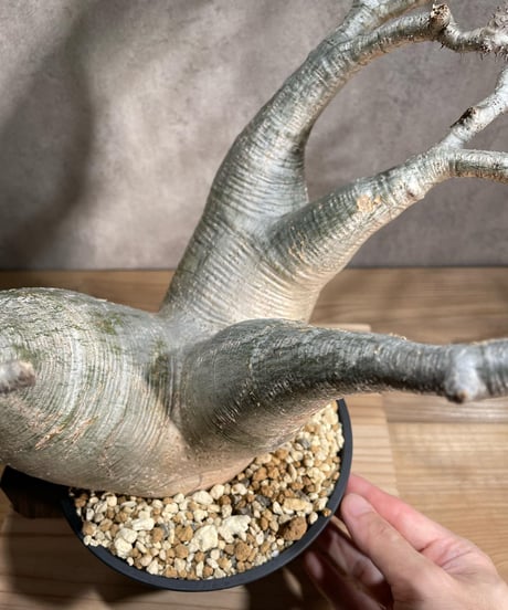 パキポディウム グラキリス　Pachypodium gracilius 　発根済　(商品番号gk-94)