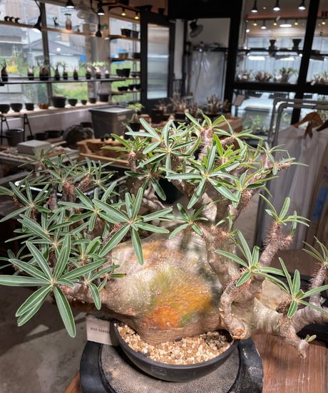 パキポディウム グラキリス　Pachypodium gracilius 　発根済　(gk-496）