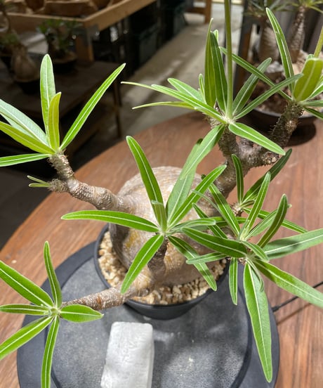 パキポディウム グラキリス　Pachypodium gracilius 　発根済　(gk-459)