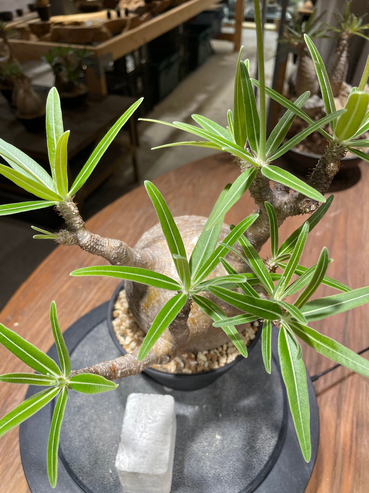 パキポディウム グラキリス Pachypodium gracilius 発根済 (gk-45