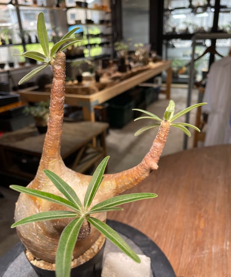 パキポディウム グラキリス　Pachypodium gracilius 　発根済　(gk-490)