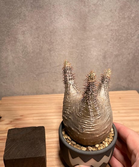 パキポディウム グラキリス　Pachypodium gracilius 　発根済　(商品番号gk-43valiem)  VALIEM 　BOWL　sizeXS　(VALIEM巾着、タグ付き)