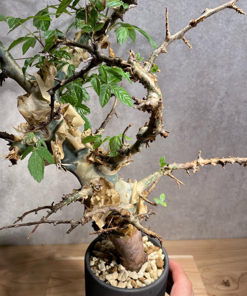 g*D様 コミフォラ アフリカーナ 極太 美枝 プラステラ180付き g*D様