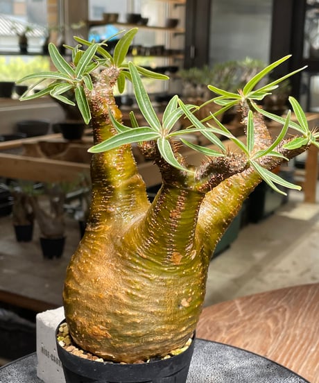 パキポディウム グラキリス　Pachypodium gracilius 　発根済　(gk-541)