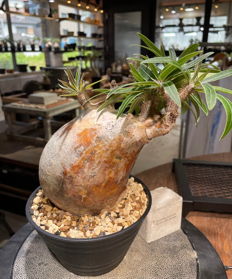 GIRUVI Pachypodium Gracilius グラキリス Pachypodium gracilius(パキポディウム グラキリス)× QUTOTEN