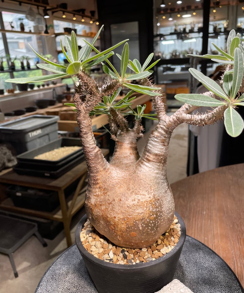 パキポディウム グラキリス Pachypodium gracilius 発根済 (gk-52 パキポディウム グラキリス Pachypodium gracilius 発根済 (gk-52