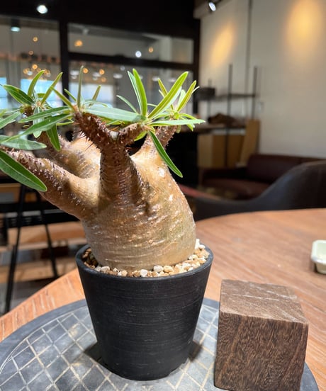 パキポディウム グラキリス　Pachypodium gracilius 　発根済　(gk-402)