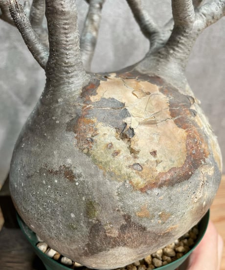 パキポディウム グラキリス　Pachypodium gracilius 　発根済(塊根幅13ｃｍ)　(商品番号gk-23)