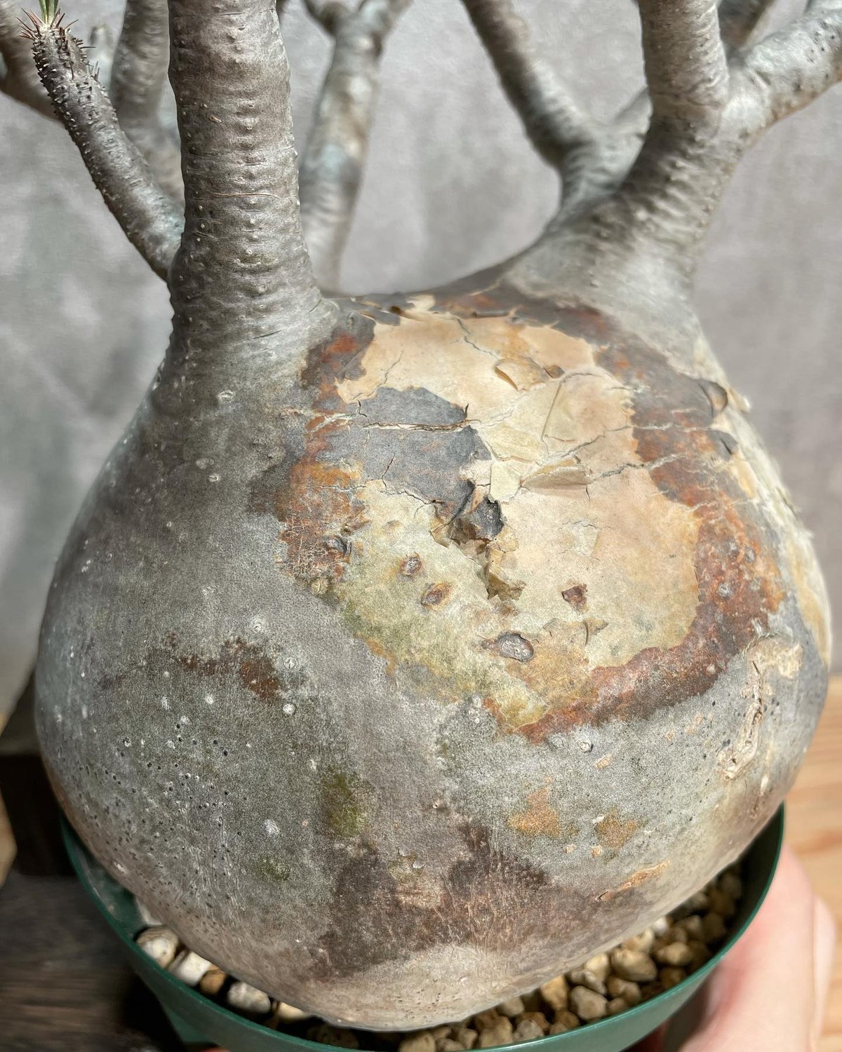 パキポディウム グラキリス Pachypodium gracilius 発根済(塊根幅13c