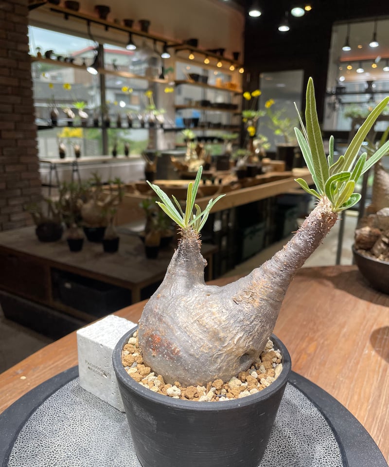 GIRUVI Pachypodium Gracilius グラキリス GIRUVI Pachypodium Gracilius グラキリス Pachypodium