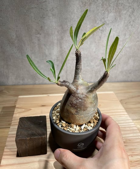 パキポディウム グラキリス　Pachypodium gracilius 　発根済　(商品番号gk-81valiem)  VALIEM 　(VALIEMタグ付き)
