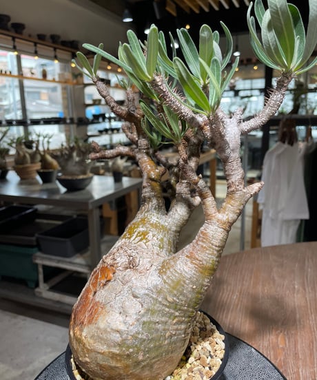 パキポディウム グラキリス　Pachypodium gracilius 　発根済　(gk-560)